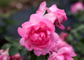 beautiful flowers in nature in the botanical garden