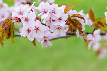 Fresh blooming Sakura in spring on a green blurred background - 233927788