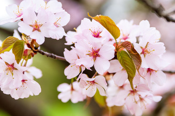Close-up of fresh blooming Sakura in spring - 233927791