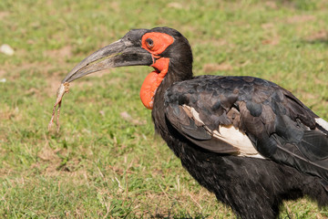 Bucorvus leadbeateri - Hornbill holding in the beak of a frog.