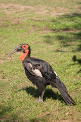 Bucorvus leadbeateri - Hornbill holding in the beak of a frog.
