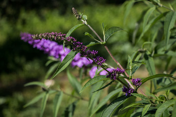Buddleja, or Buddleia, commonly known as the butterfly bush. Macro shot of the beautiful Buddleja flower with some green leaves.
