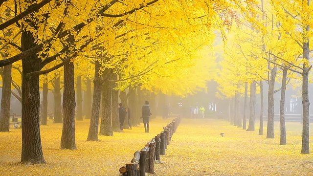 Sunrise Autumn at Nami island ,Seoul Korea