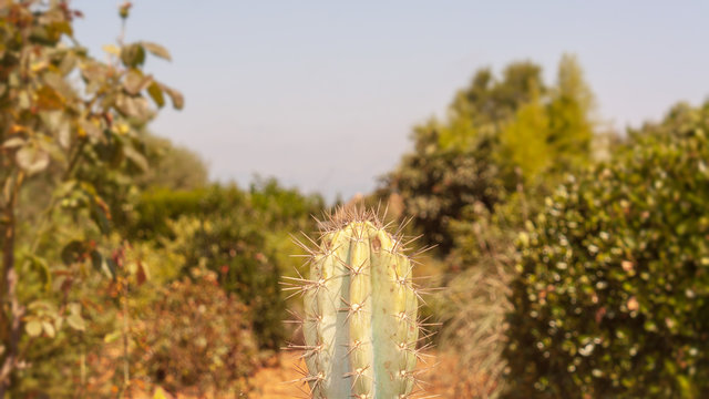 Stachliges Hindernis