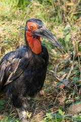 Bucorvus leadbeateri - Hornbill holding in the beak of a frog.