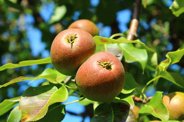 Beautiful red apples on a branch. Close-up. Background.