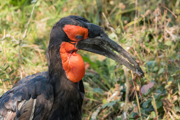Bucorvus leadbeateri - Hornbill holding in the beak of a frog.