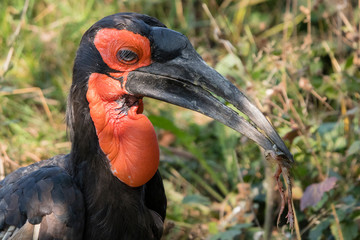 Bucorvus leadbeateri - Hornbill holding in the beak of a frog.