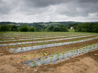 Champ de piment d'espelette