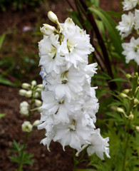 beautiful flowers in nature in the botanical garden