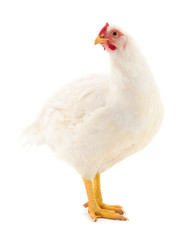 White hen isolated.