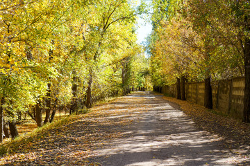 The road to the autumn forest on the way to the island in Volgograd