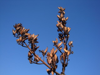 Dry grasses against a sunlit blue sky