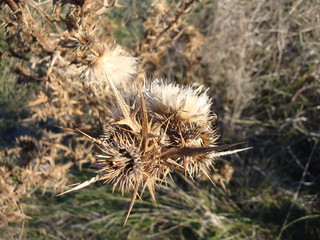 Dry prickly leaf on branch in desert background.