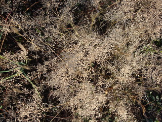 Dried yellow brown grass winds along the ground
