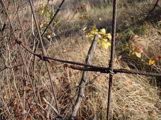 Rusty wire fence on the background of dry grass