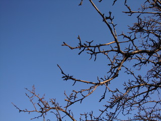 Dry tree in the background blue sky