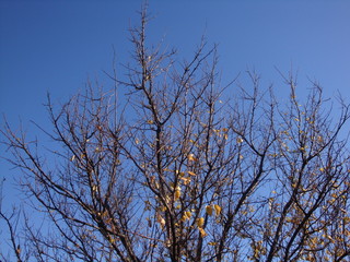 Dry tree in the background blue sky