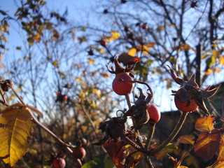 Rosehips with blue sky in the background