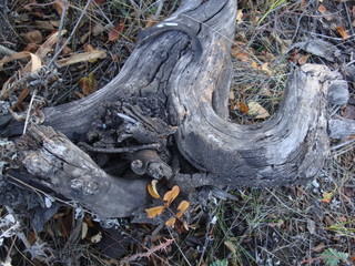 close up with a wide angle of an old dead snag eroded by many years of exposure to the elements