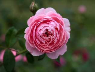 beautiful flowers in nature in the botanical garden