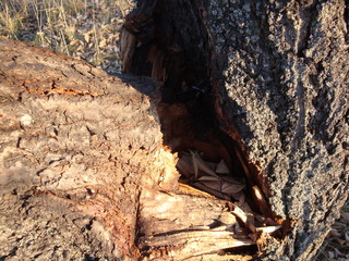 Tree bark with hollows - close up, background