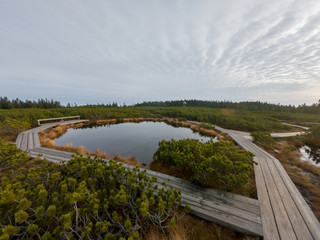 Wooden boardwalk crossing marshes surrounded with bushes.