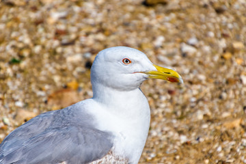 Gaivota