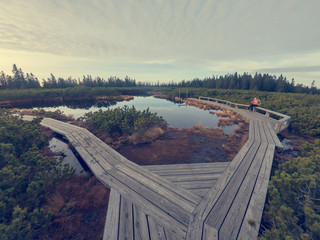Wooden boardwalk crossing marshes surrounded with bushes. - obrazy, fototapety, plakaty