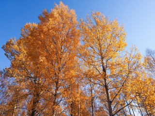 Birch tree in autumn fall with golden color