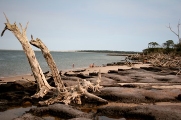 Driftwood