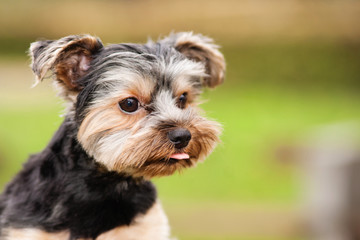 Yorkshire Terrier dog