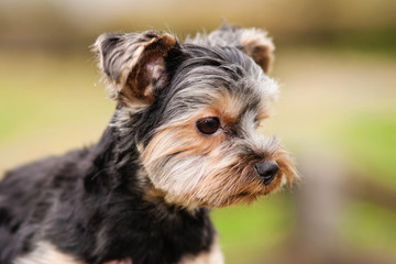 Yorkshire Terrier dog