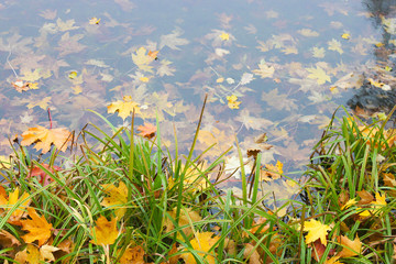 Fototapeta na wymiar Autumn. Multi-colored maple leaves lie in the water of the lake