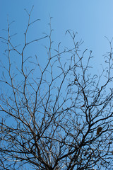 dead tree and blue sky for backgrounds