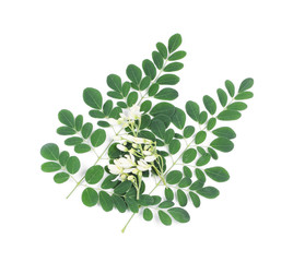 Moringa leaves and flowers isolated on white background, Thai herbs have medicinal properties.