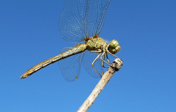 Dragonfly on branch against blue sky, closeup
