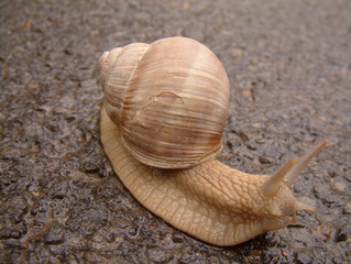 Schnecke