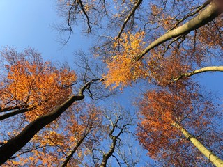 Laubbäume im Herbst