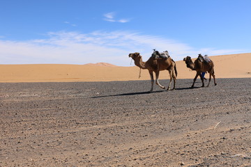 Two dromedaries traverse the dunes of Erg Chebbi in Merzouga
