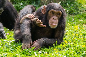 Chimpanzé
