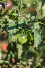 black tomatoes ripen in the sun