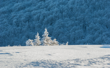 Snow-covered tree in the mountains © uranos1980