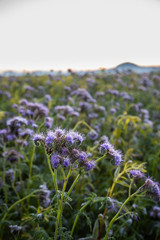 field of lavender flowers
