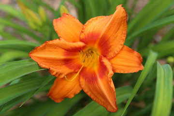 orange lily flower in garden