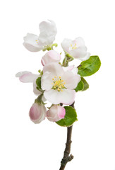 branch with flowers of apple isolated