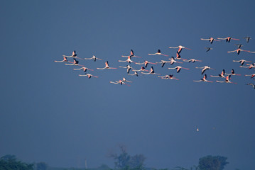 group of flamingos are flying over the lake in foggy winter morning