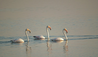 three flamingos swimming at lake in winter morning