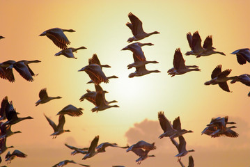 group of grey lag goose birds flying in winter morning