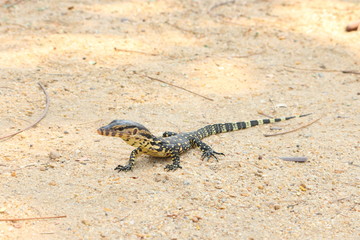 Chameleon stands on the sand animal background, wild life in park